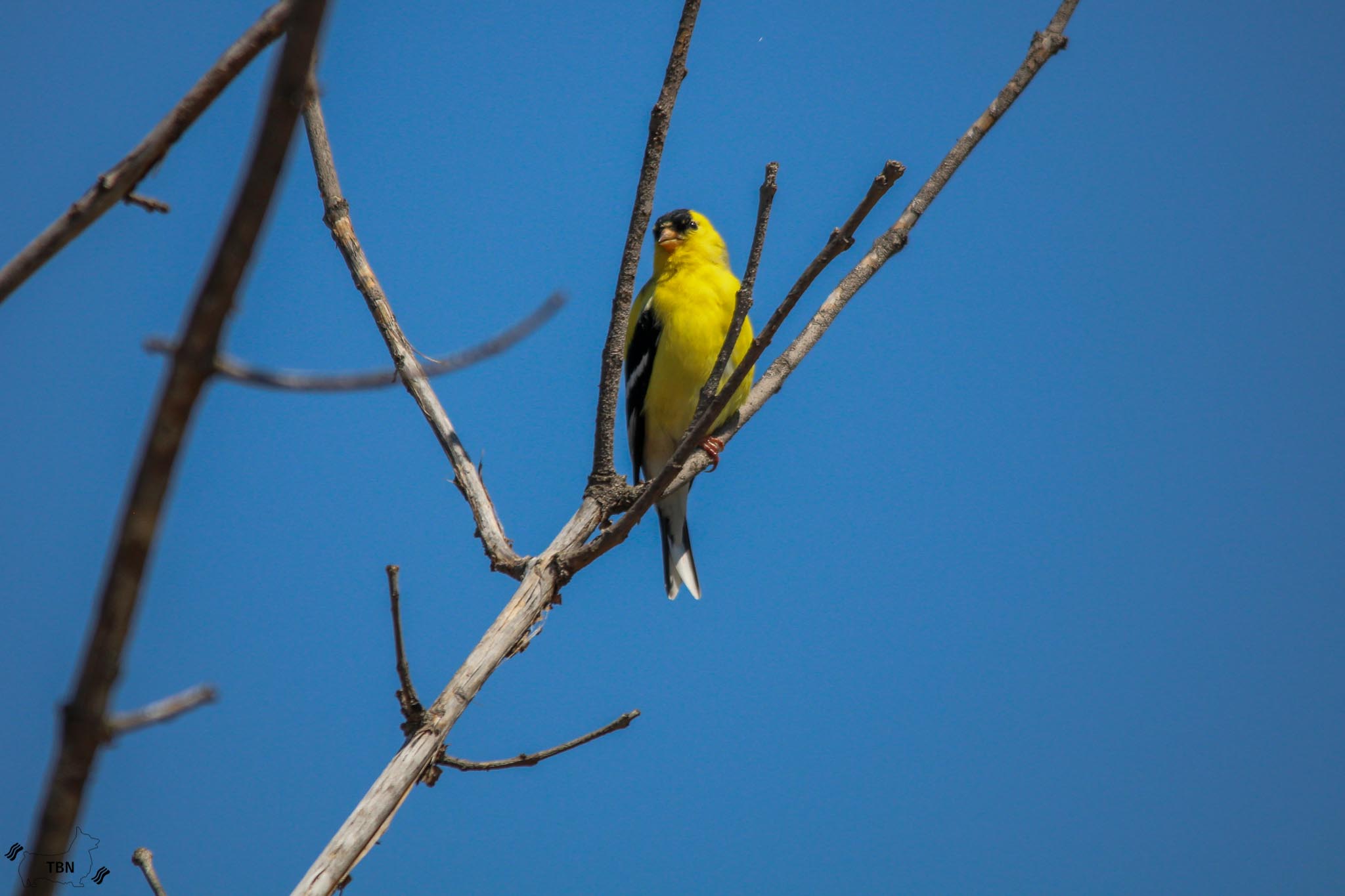 American Goldfinch